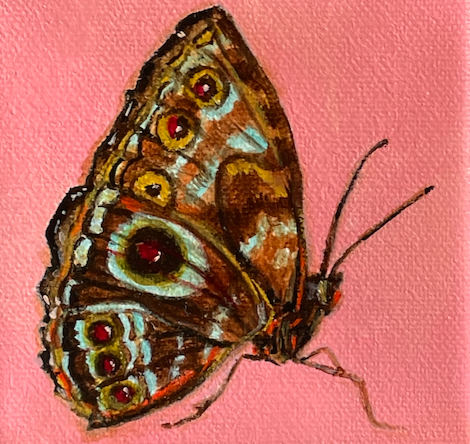 Butterfly with intricate patterns on a pink background