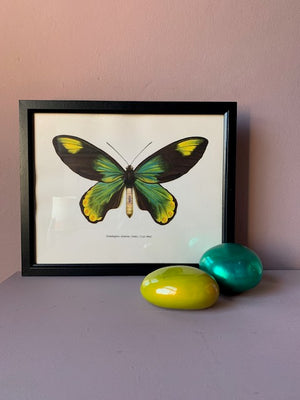 Framed Green Butterfly Vintage Print